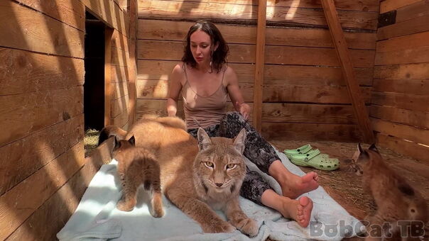 Bobcat