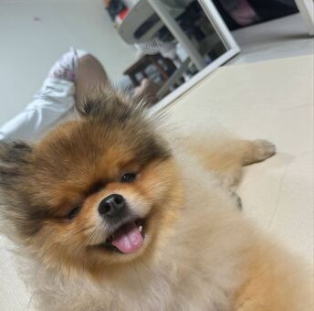 Heeheemoon