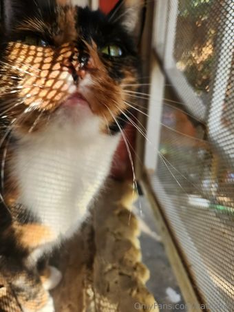 katcalico